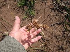 Cyperus tabularis