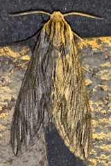 Sphinx canadensis