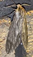 Sphinx canadensis