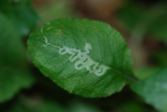 Phytomyza primulae