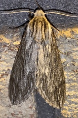 Sphinx canadensis