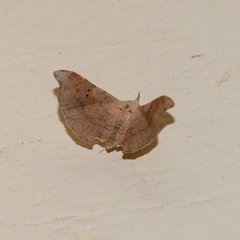 Esthlodora versicolor