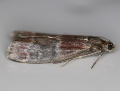 Euzophera ostricolorella