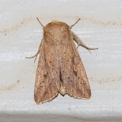 Mythimna semicana