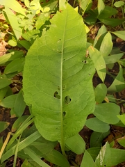 Cirsium heterophyllum