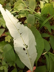 Cirsium heterophyllum