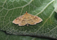 Anania verbascalis