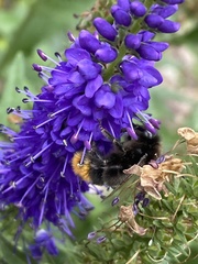 Bombus rupestris