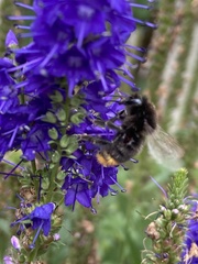 Bombus rupestris