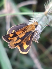 Taractrocera archias quinta