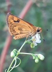 Taractrocera archias quinta