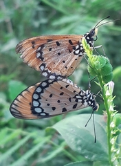 Acraea terpsicore