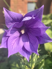 Platycodon