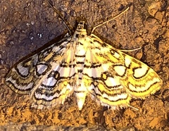 Elophila ekthlipsis