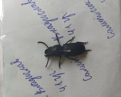 Spondylis buprestoides