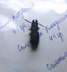 Spondylis buprestoides