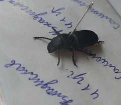 Spondylis buprestoides