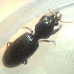 Dyschirius