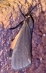 Virbia laeta