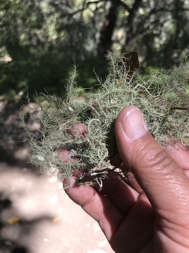 iNaturalist observation photo of Arizona Beard Lichen