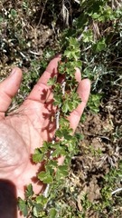 Ribes roezlii roezlii