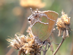 Callophrys xami xami