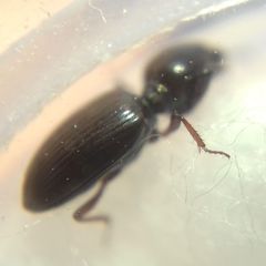 Dyschirius