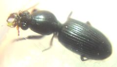 Dyschirius