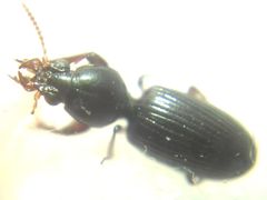 Dyschirius