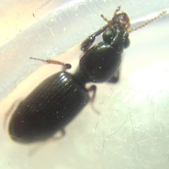 Dyschirius