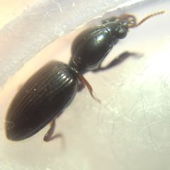 Dyschirius