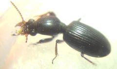 Dyschirius