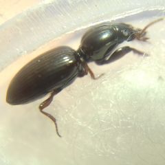 Dyschirius
