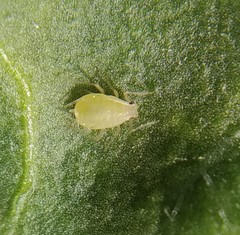 Myzus persicae