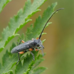 Phytoecia icterica