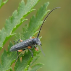 Phytoecia icterica