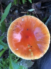 Amanita parcivolvata