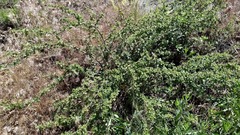 Ribes roezlii roezlii
