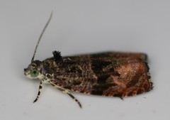 Olethreutes nigranum