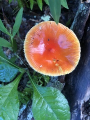 Amanita parcivolvata