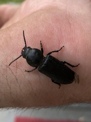 Spondylis buprestoides