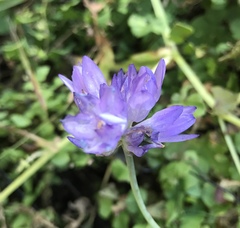 Dipterostemon capitatus