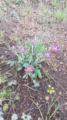 Oxytropis sylvatica