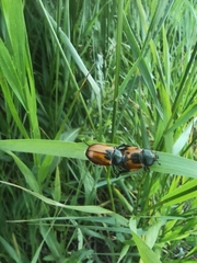 Anisoplia austriaca