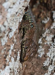 Adolfus kibonotensis