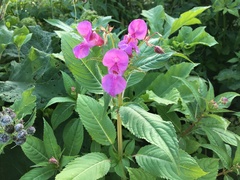 Impatiens glandulifera