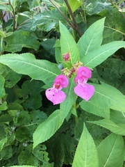 Impatiens glandulifera