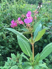 Impatiens glandulifera