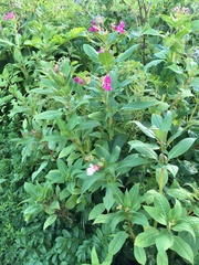 Impatiens glandulifera