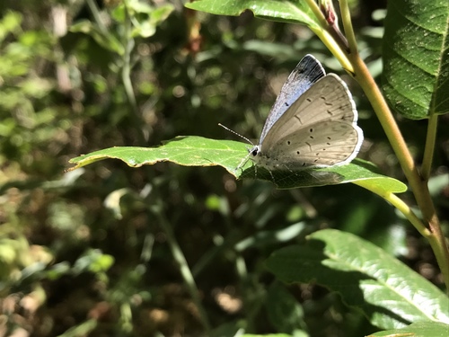 iNaturalist observation photo of Echo Azure